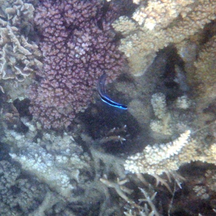 Labroides dimidiatus