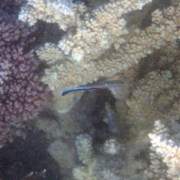 Labroides dimidiatus