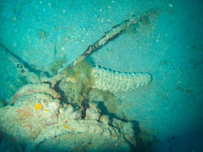 Holothuria (Microthele) fuscopunctata