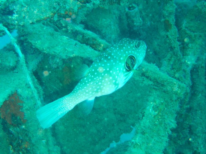 Arothron hispidus