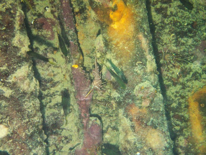 Rhynchocinetes durbanensis