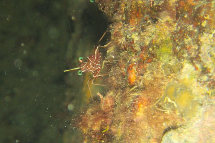 Rhynchocinetes durbanensis