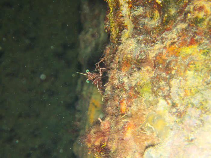 Rhynchocinetes durbanensis