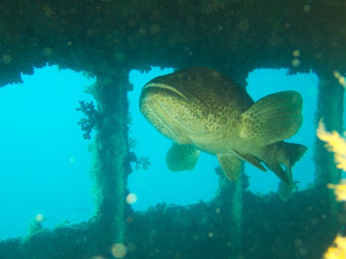 Epinephelus malabaricus