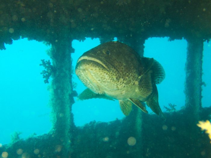 Epinephelus malabaricus