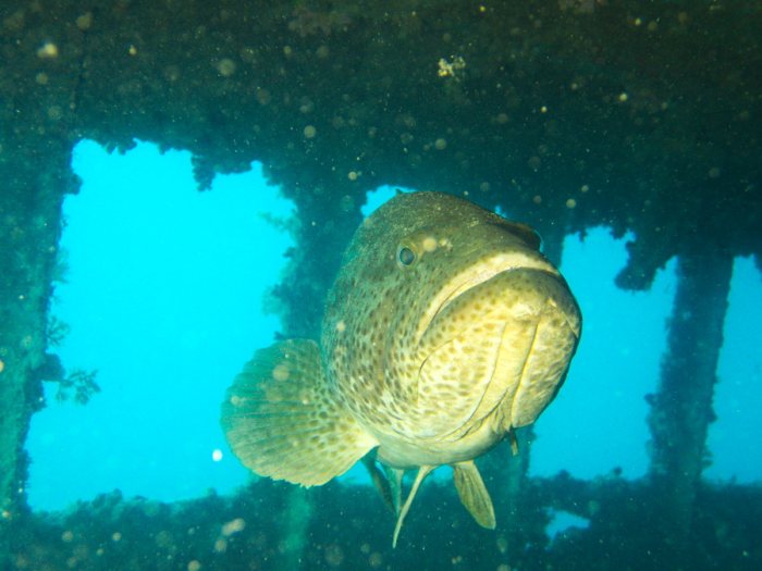 Epinephelus malabaricus