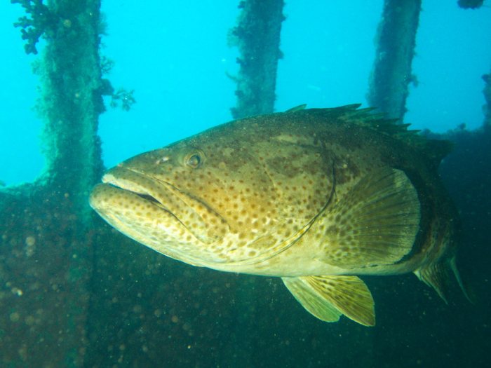 Epinephelus malabaricus