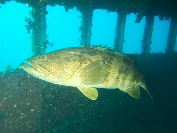 Epinephelus malabaricus