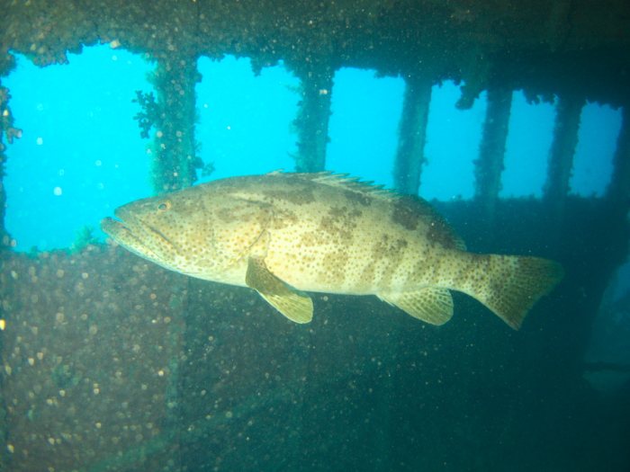 Epinephelus malabaricus