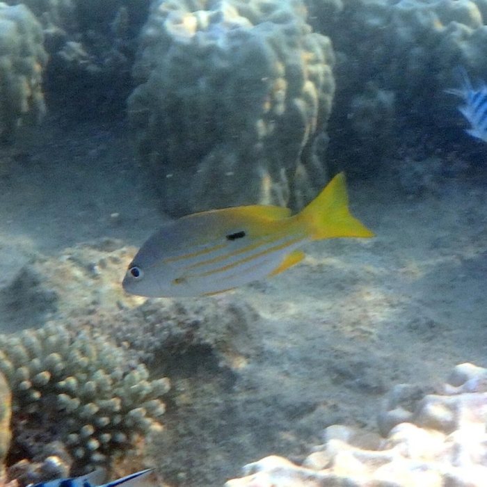 Lutjanus fulviflamma