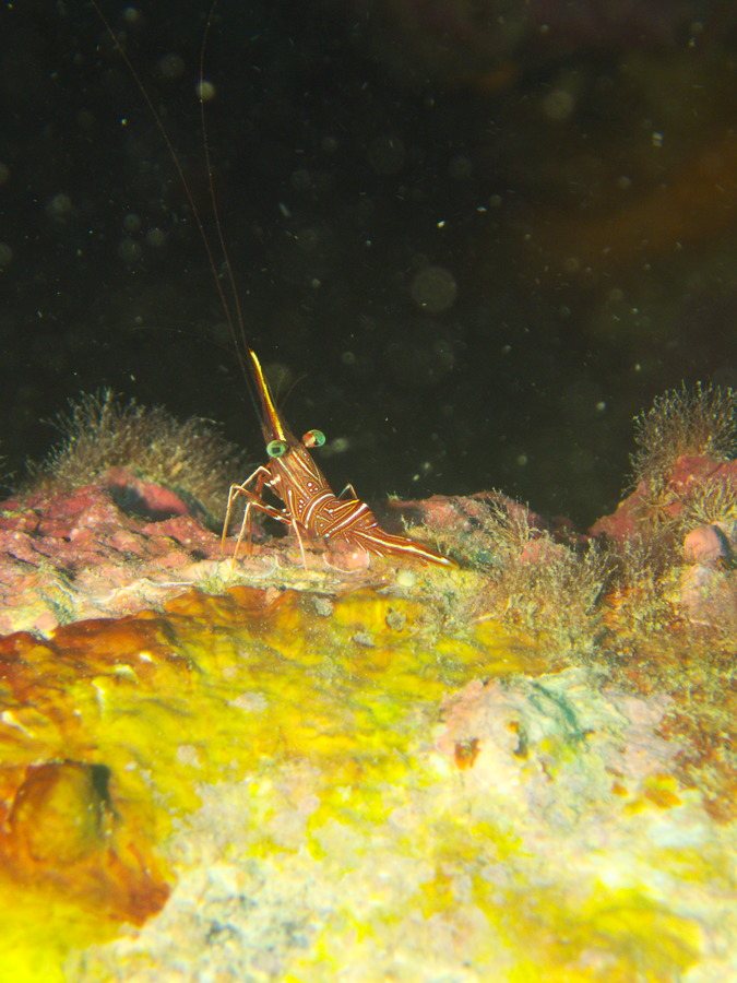 Rhynchocinetes durbanensis