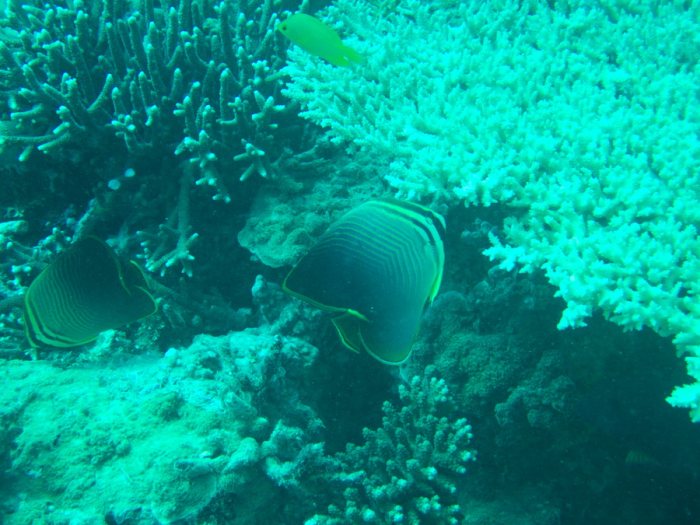 Chaetodon baronessa