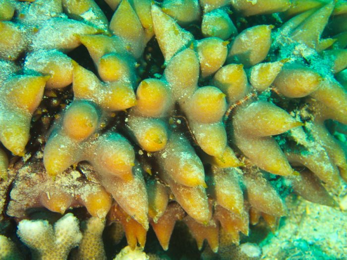 Thelenota ananas