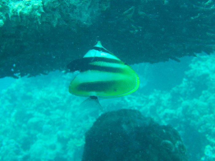 Coradion altivelis