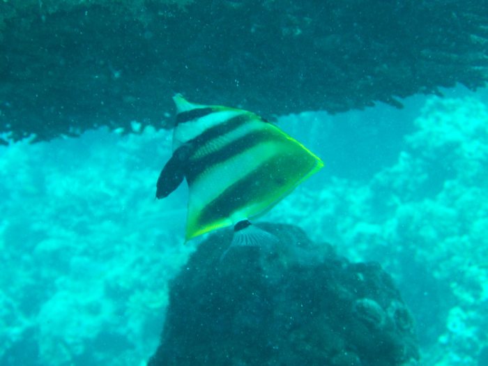 Coradion altivelis