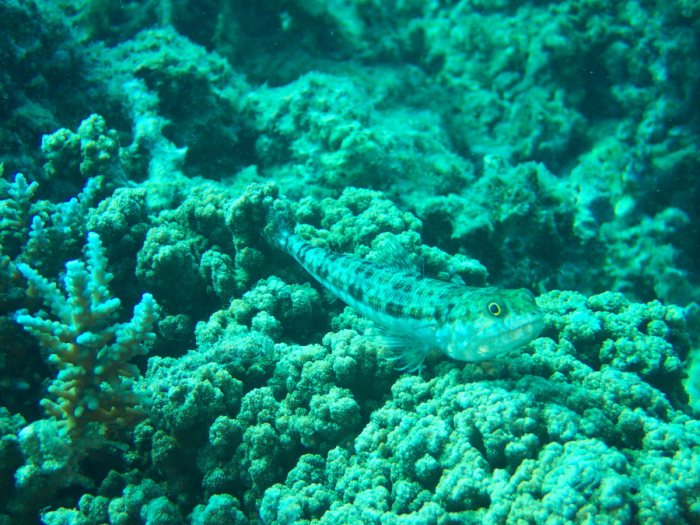 Saurida gracilis