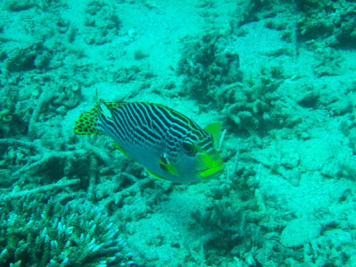 Plectorhinchus lineatus