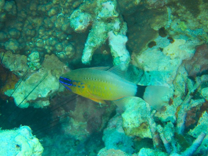 Ostorhinchus aureus