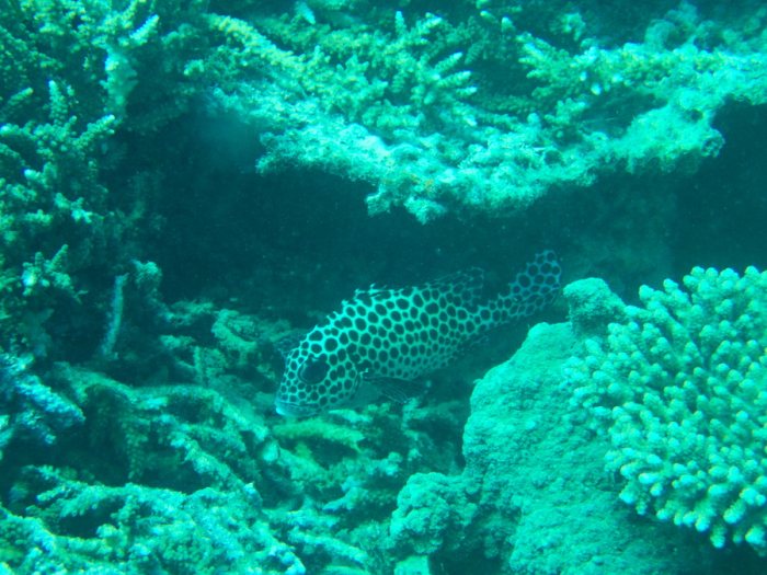 Plectorhinchus chaetodonides