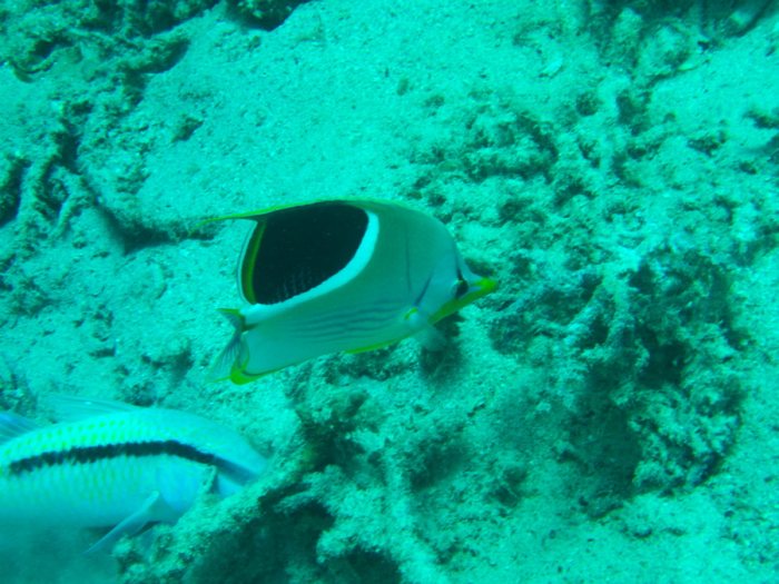 Chaetodon ephippium