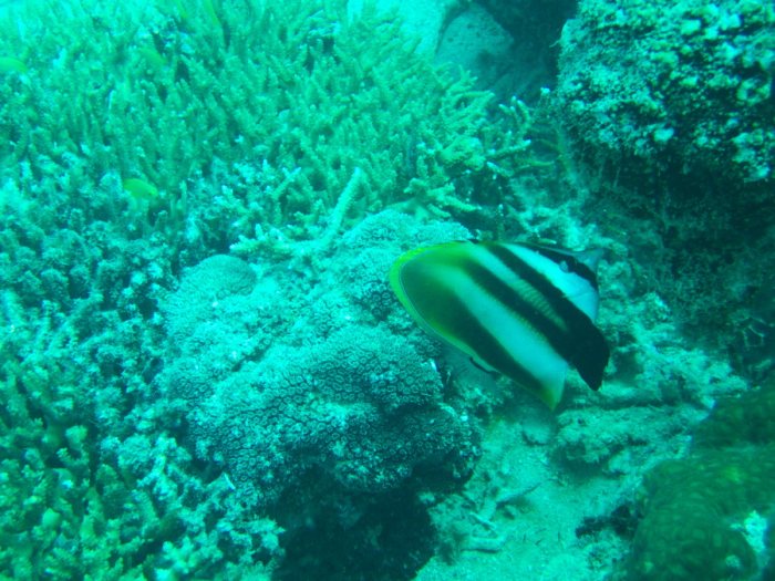 Coradion altivelis