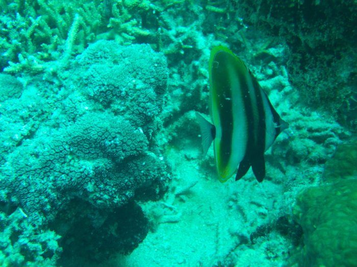 Coradion altivelis