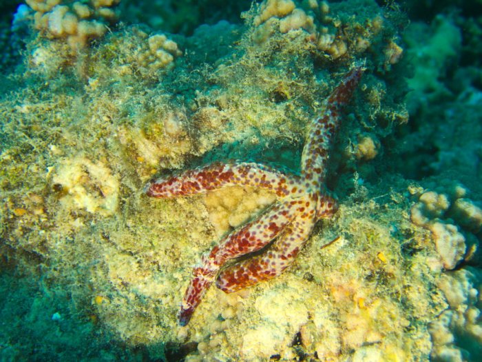 Linckia Multifora