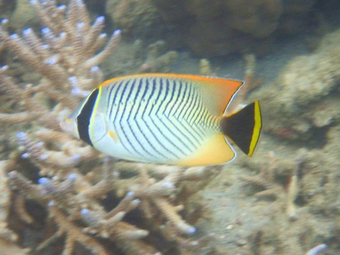 Chaetodon trifascialis