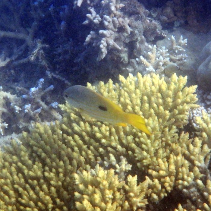 Lutjanus fulviflamma