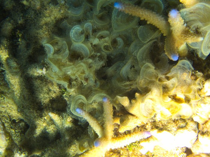 Padina boryana