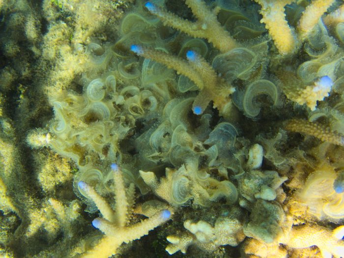Padina boryana