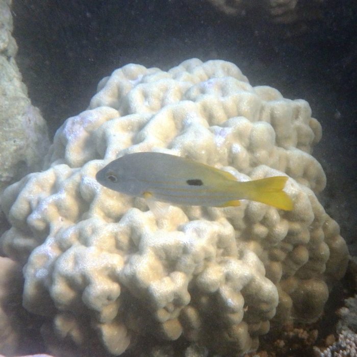 Lutjanus fulviflamma