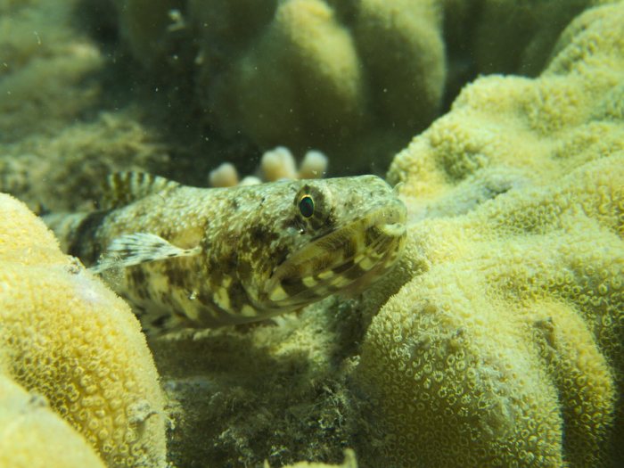 Saurida gracilis