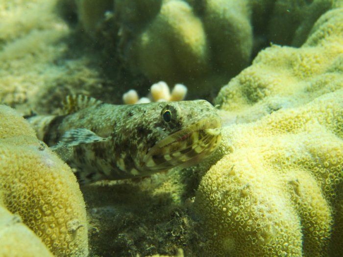 Saurida gracilis