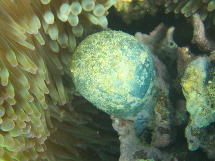 Ventricaria ventricosa