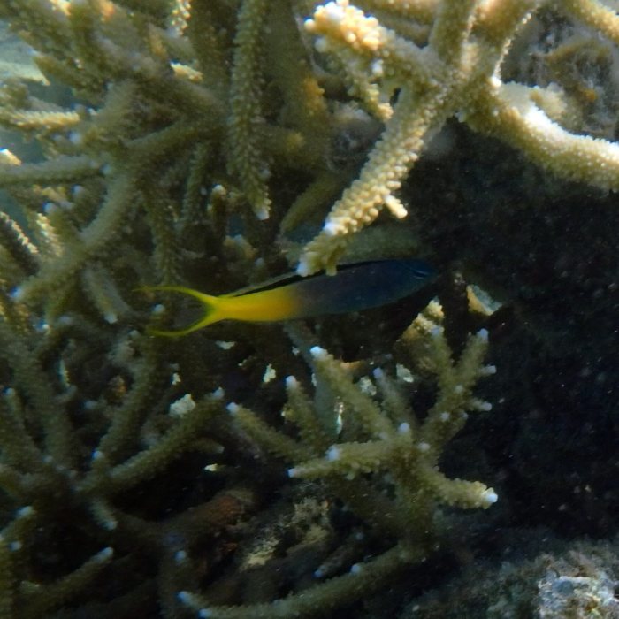 Meiacanthus atrodorsalis