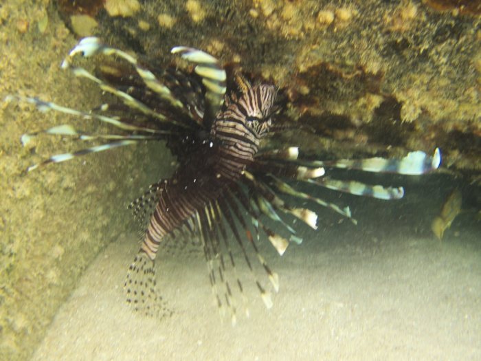 Poisson-scorpion