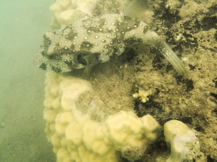 Arothron hispidus