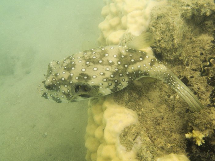 Arothron hispidus