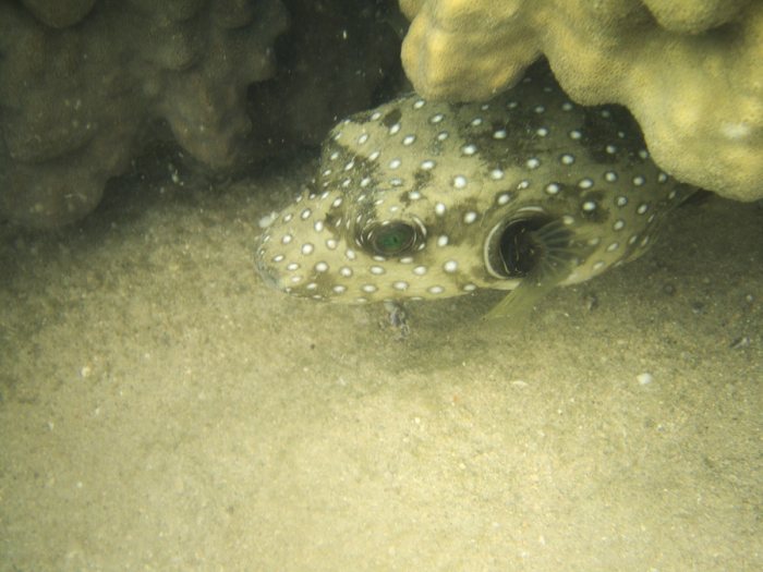 Arothron hispidus