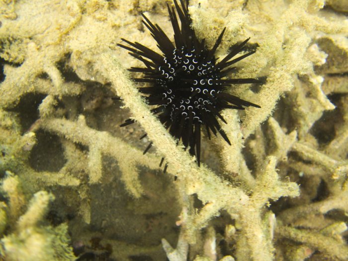 Paraselenia gratiosa