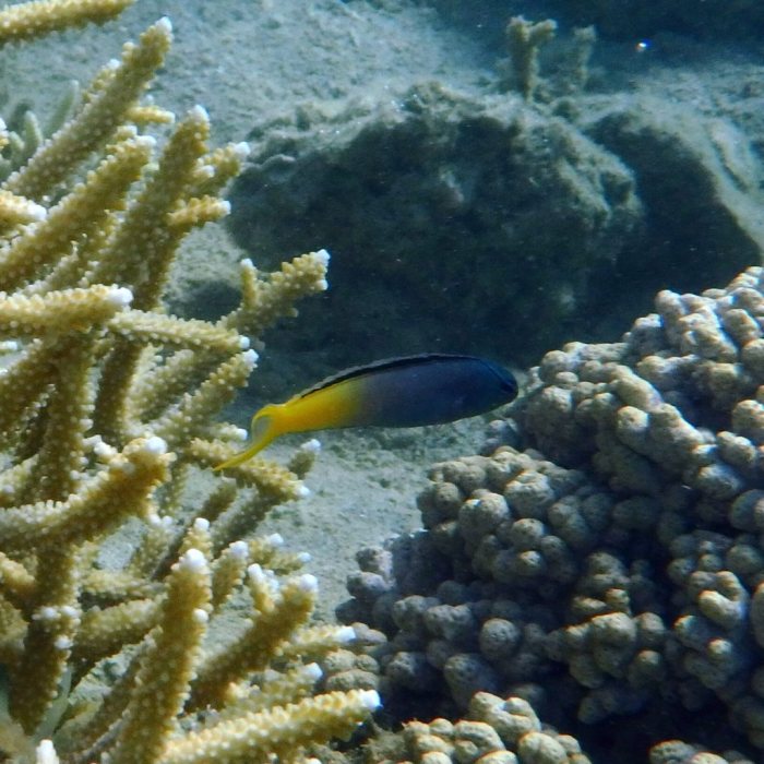 Meiacanthus atrodorsalis