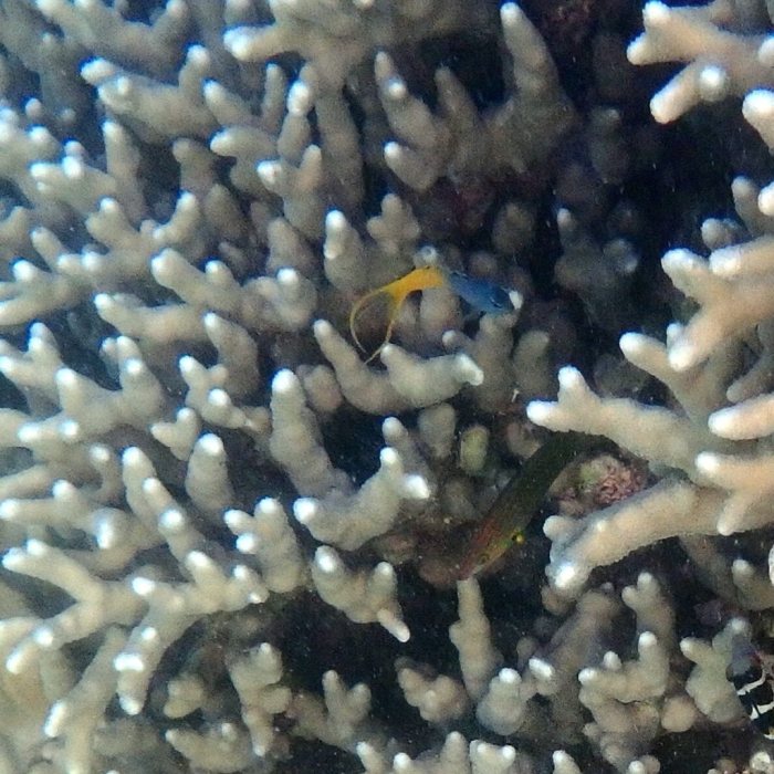 Meiacanthus atrodorsalis