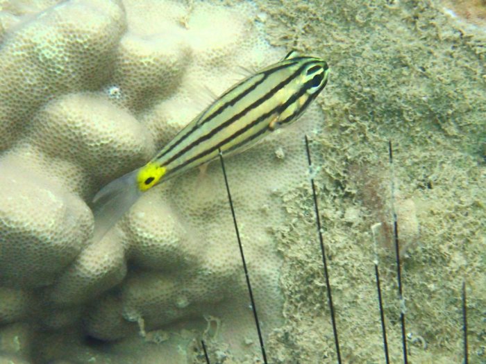 Cheilodipterus quinquelineatus