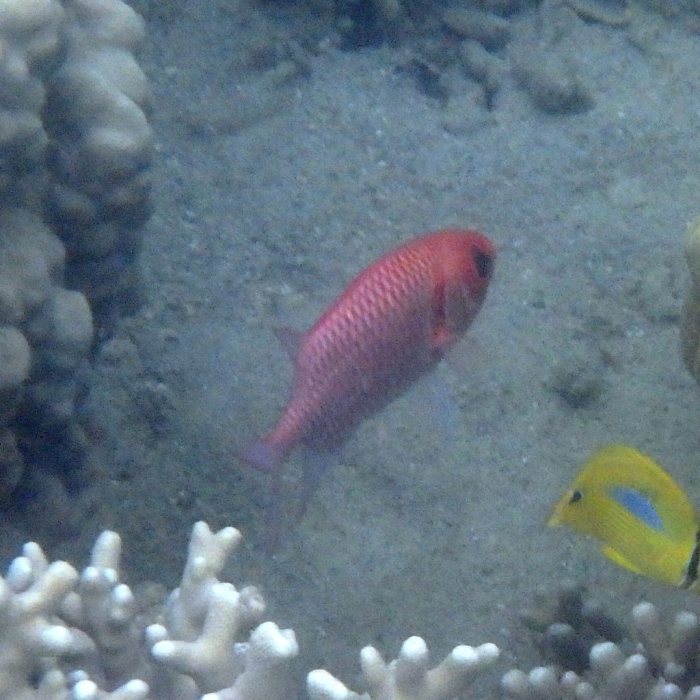 Myripristis amaena