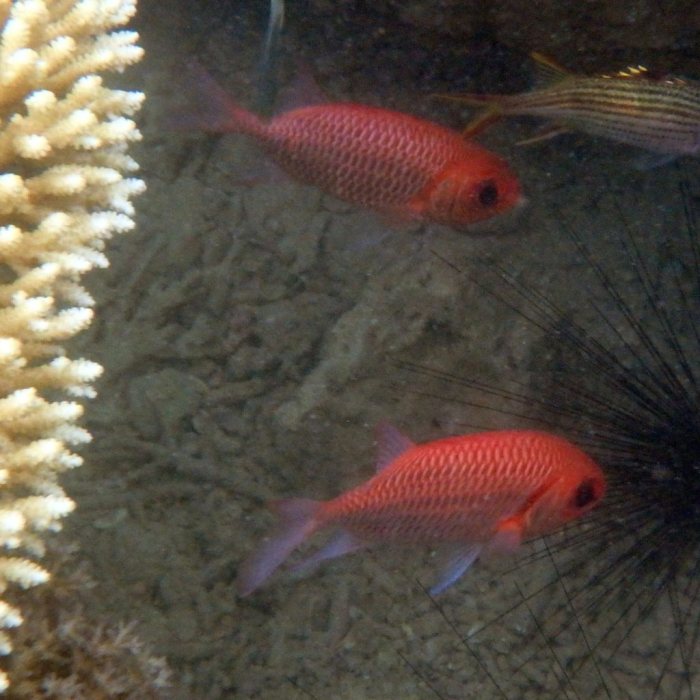 Myripristis amaena