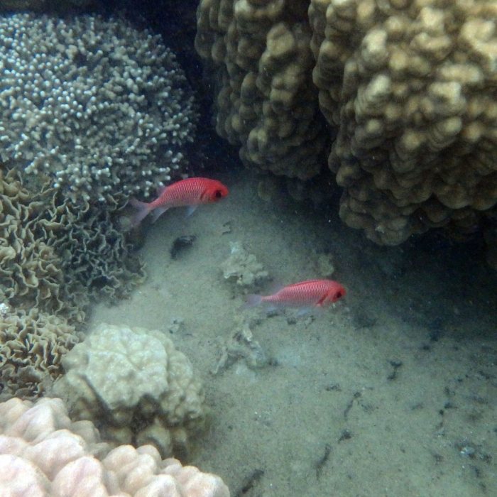 Myripristis amaena