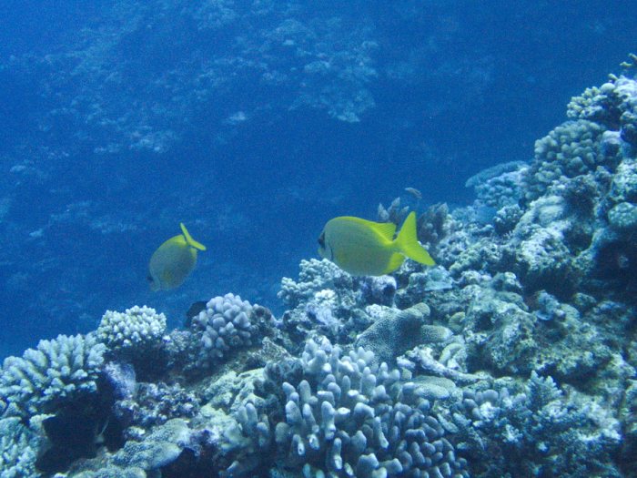 Siganus coralinus