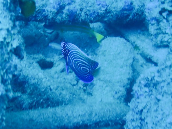 Pomacanthus semicirculatus