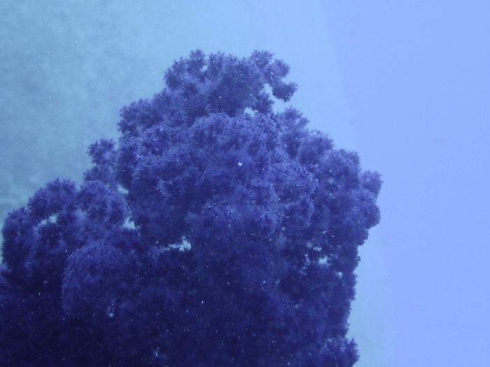 Dendronephthya sp.
